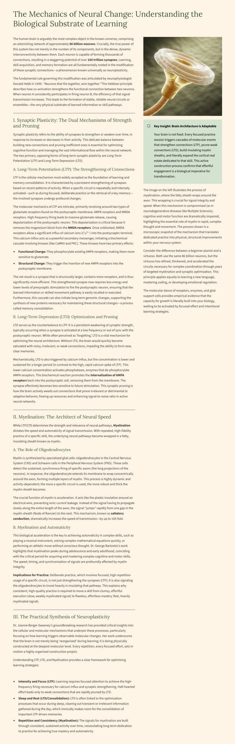 How to Develop Superhuman Learning Using Neuroplasticity Acceleration - Image 2